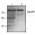 Western Blot: Hsc70 Antibody [NB120-1427] - Western blot analysis of Hsc70 expression in Jurkat cell lysate
(Lane 1) and mouse small intestine tissue lysate (Lane 2).